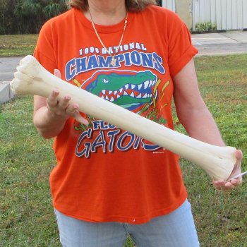 23" Giraffe Metacarpal Leg Bone 
