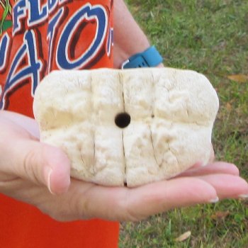 23" Giraffe Metacarpal Leg Bone 