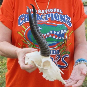 10-1/2" Horns on Male Springbok Skull 