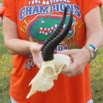 10-1/4" Horns on Male Springbok Skull 