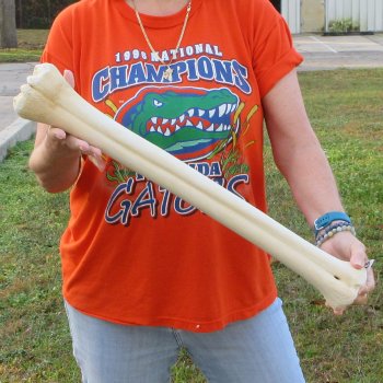 23" Giraffe Metatarsal Leg Bone 