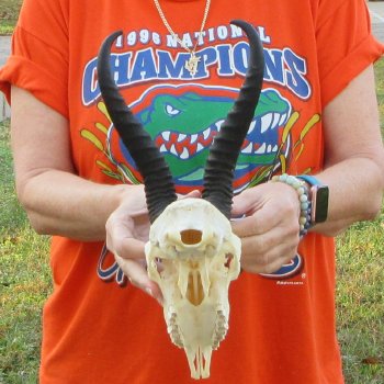 10-1/4" Horns on Male Springbok Skull 