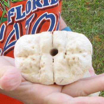 23" Giraffe Metatarsal Leg Bone 