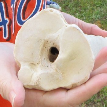 23" Giraffe Metatarsal Leg Bone 