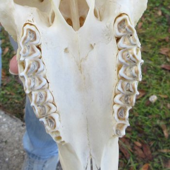 10-1/4" Horns on Male Springbok Skull 