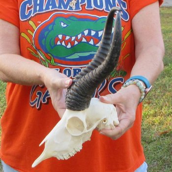 12" Horns on Male Springbok Skull 