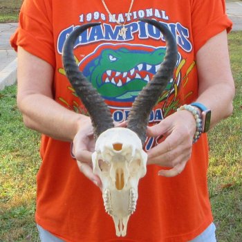 12" Horns on Male Springbok Skull 