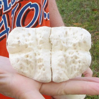 20" Giraffe Metacarpal Leg Bone 