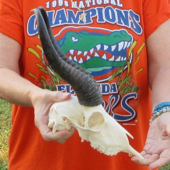 12" Horns on Male Springbok Skull 