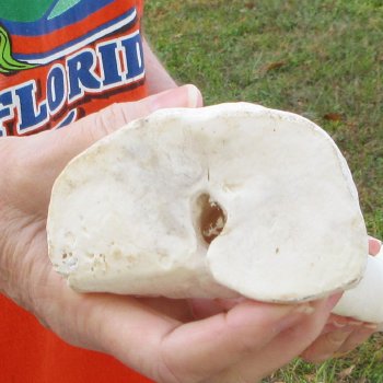 20" Giraffe Metacarpal Leg Bone 