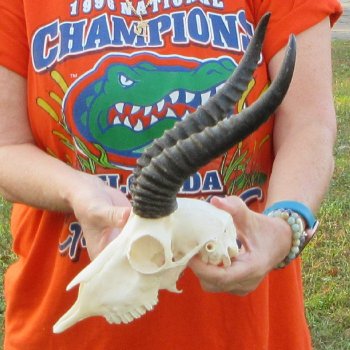 10-1/2" Horns on Male Springbok Skull 