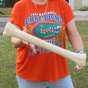 21" Giraffe Metacarpal Leg Bone 