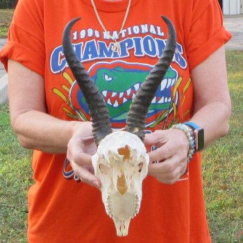 10-1/2" Horns on Male Springbok Skull 