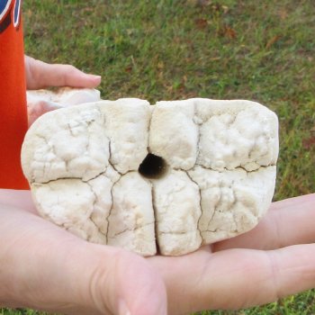 21" Giraffe Metacarpal Leg Bone 