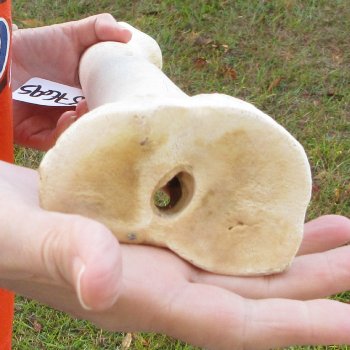 21" Giraffe Metacarpal Leg Bone 