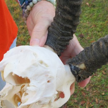 10-1/2" Horns on Male Springbok Skull 