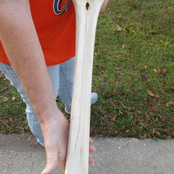 21" Giraffe Metacarpal Leg Bone 