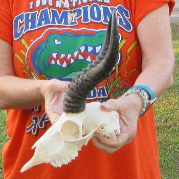 10-1/2" Horns on Male Springbok Skull 