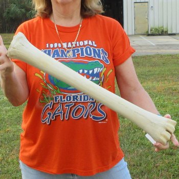 24" Giraffe Metacarpal Leg Bone 