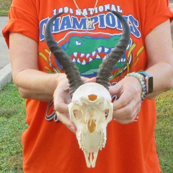 10-1/2" Horns on Male Springbok Skull 