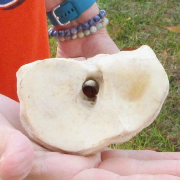 24" Giraffe Metacarpal Leg Bone 