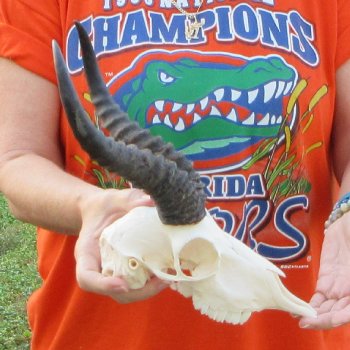 10-1/2" Horns on Male Springbok Skull 