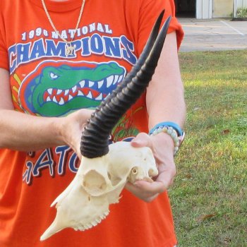 11-1/2" Horns on Male Springbok Skull 