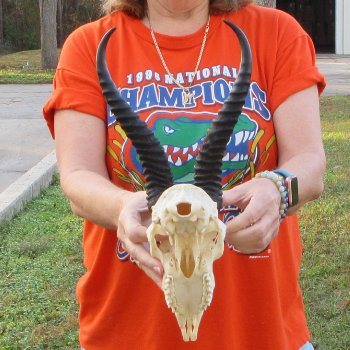 11-1/2" Horns on Male Springbok Skull 