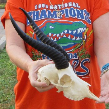 11-1/2" Horns on Male Springbok Skull 