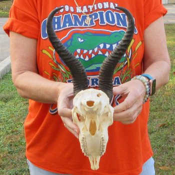 11-1/2" Horns on Male Springbok Skull 