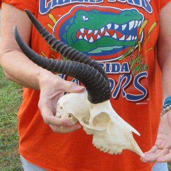 11-1/2" Horns on Male Springbok Skull 
