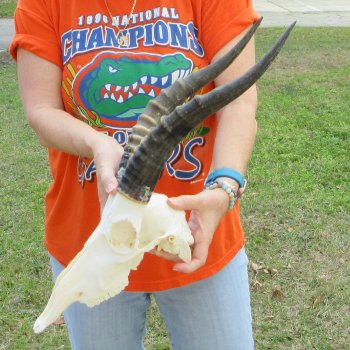 11" B-Grade Male Blesbok Skull with 15" Horns