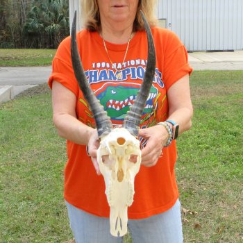 11" B-Grade Male Blesbok Skull with 15" Horns