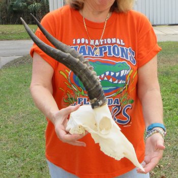 11" B-Grade Male Blesbok Skull with 15" Horns