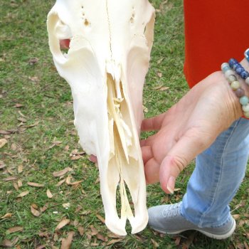 11" B-Grade Male Blesbok Skull with 15" Horns