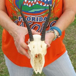Craft Grade 7" Horns on Female Springbok Skull
