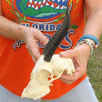 Craft Grade 7" Horns on Female Springbok Skull