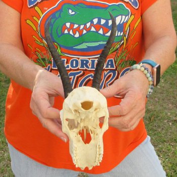 Craft Grade 7" Horns on Female Springbok Skull
