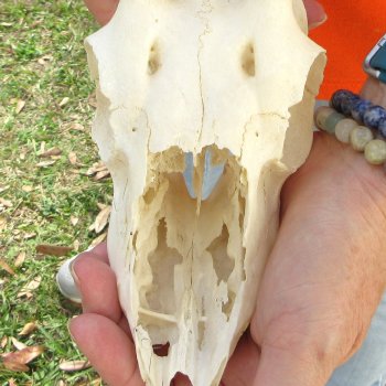 Craft Grade 7" Horns on Female Springbok Skull