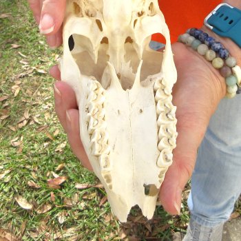 Craft Grade 7" Horns on Female Springbok Skull