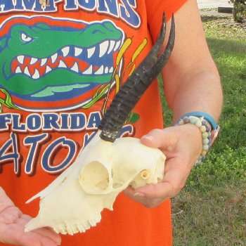 B-Grade 7" Horns on Female Springbok Skull