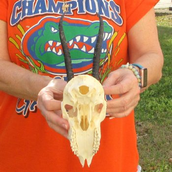 B-Grade 7" Horns on Female Springbok Skull