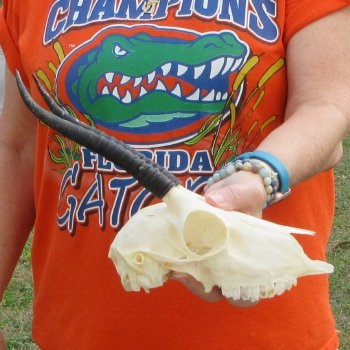 B-Grade 7" Horns on Female Springbok Skull