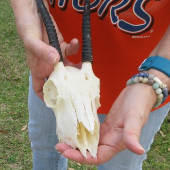 B-Grade 7" Horns on Female Springbok Skull