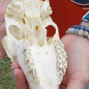 B-Grade 7" Horns on Female Springbok Skull