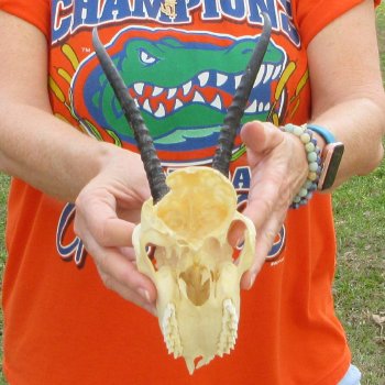 Craft Grade 6" Horns on Female Springbok Skull