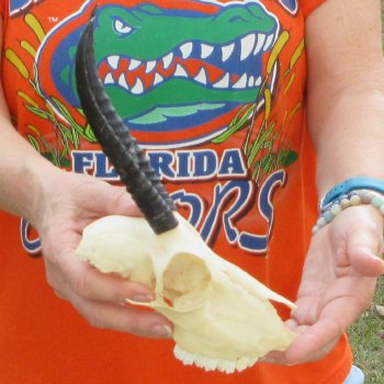 Craft Grade 6" Horns on Female Springbok Skull