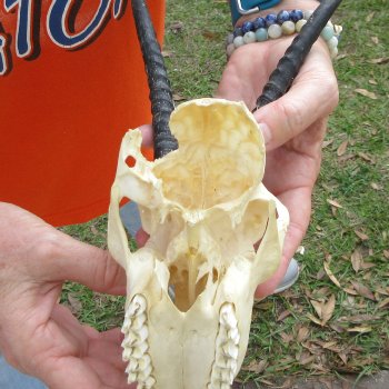 Craft Grade 6" Horns on Female Springbok Skull
