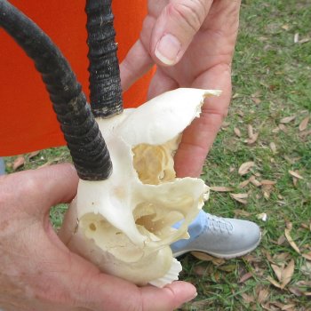 Craft Grade 6" Horns on Female Springbok Skull