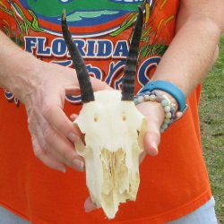 Craft Grade 4" Horns on Female Springbok Skull